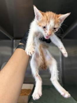 Domestic Short Hair Cats Available for Adoption in El Paso, Texas - 60869294 | PetCurious