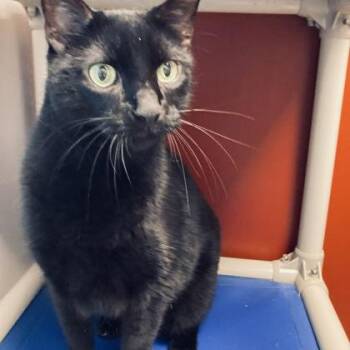 Toby -  Domestic Short Hair Cat for Adoption in Janesville, Wisconsin - Toby | PetCurious