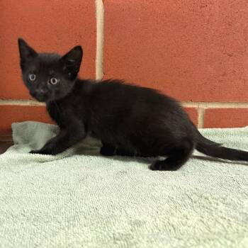 Domestic Short Hair Cats Available for Adoption in Cabot, Arkansas - Rooster | PetCurious