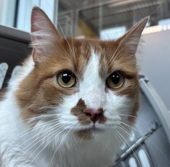 Rescue Domestic Medium Hair Cats for Adoption in Golden, Colorado - Scooby Doo | PetCurious