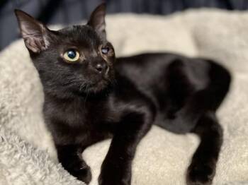 Jossabee -  Domestic Short Hair Cat for Adoption in Austin, Texas - Jossabee | PetCurious
