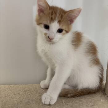 Rescue Domestic Short Hair Cats for Adoption in Richland Center, Wisconsin - Gus | PetCurious