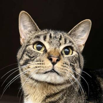 Wookie -  Domestic Short Hair Cat for Adoption in Brenham, Texas - Wookie | PetCurious
