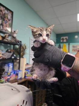 Domestic Short Hair Cats Available for Adoption in Rockport, Texas - K3 | PetCurious