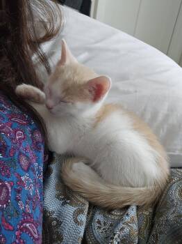 Domestic Short Hair Cats Available for Adoption in Herndon, Virginia - Cosmo | PetCurious