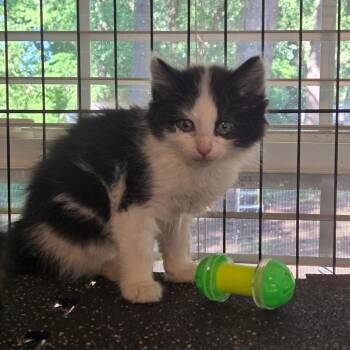 Messi in Parsonsburg, MD -  Domestic Short Hair Cat for Adoption - Messi In Parsonsburg, MD | PetCurious