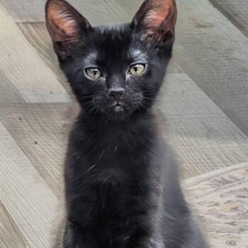 Isabel -  Domestic Short Hair Cat for Adoption in Kenosha, Wisconsin - Isabel | PetCurious