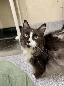 Cupcake -  Domestic Short Hair Cat for Adoption in Fruit Heights, Utah - Cupcake | PetCurious