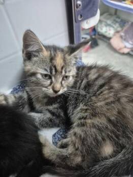 Pebbles -  Domestic Short Hair Cat for Adoption in Columbus, Indiana - Pebbles | PetCurious