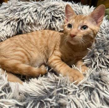 Domestic Short Hair Cats Available for Adoption in The Woodlands, Texas - Roo | PetCurious