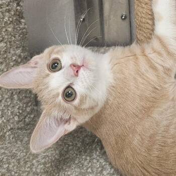 Nora -  Domestic Short Hair Cat for Adoption in Grantsville, Utah - Nora | PetCurious