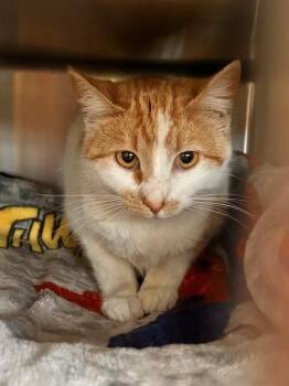 Domestic Short Hair Cats Available for Adoption - KOOL AID | PetCurious