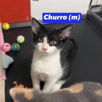 Churro -  Domestic Short Hair Cat for Adoption in Montville, New Jersey - Churro | PetCurious