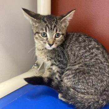 Brooke -  Domestic Short Hair Cat for Adoption in Janesville, Wisconsin - Brooke | PetCurious