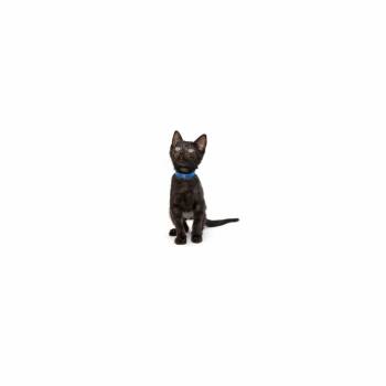 Virginia -  Domestic Short Hair Cat for Adoption in Los Angeles, California - Virginia | PetCurious