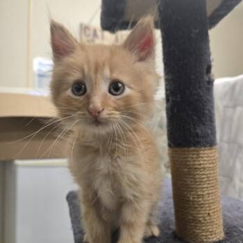 Vermont 26-180 -  Domestic Medium Hair Cat for Adoption in Tawas City, Michigan - Vermont 26-180 | PetCurious