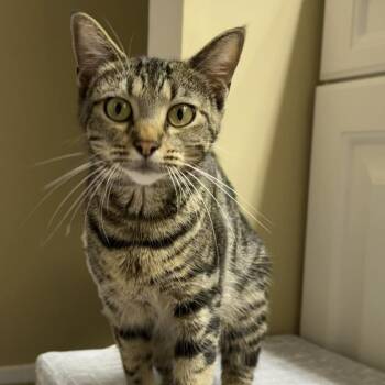 Honeybee -  Domestic Short Hair Cat for Adoption in Jacksonville, Florida - Honeybee | PetCurious