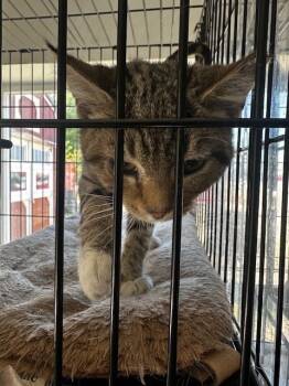 Rescue Tabby Cats for Adoption in Louisville, Illinois - Orlando | PetCurious