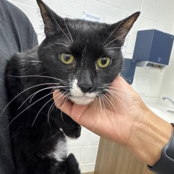 Domestic Short Hair Cats Available for Adoption - Amerissa | PetCurious