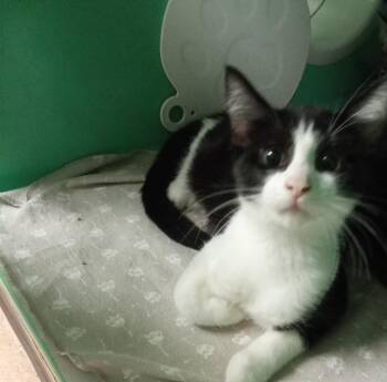Willie -  Domestic Short Hair Cat for Adoption - Willie | PetCurious