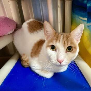 Domestic Short Hair Cats Available for Adoption in Riverside, California - Mango | PetCurious
