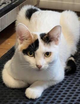 Stevie Nicks -  Calico and Domestic Short Hair Cat for Adoption in Allentown, New Jersey - Stevie Nicks | PetCurious