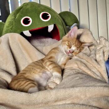 Lancelot -  Domestic Short Hair Cat for Adoption in Longwood, Florida - Lancelot | PetCurious