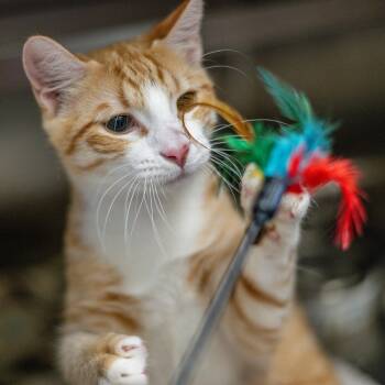 Paneer -  Domestic Short Hair Cat for Adoption in Hilton Head Island, South Carolina - Paneer | PetCurious
