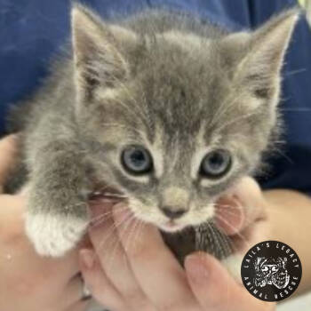 Rescue Domestic Short Hair Cats for Adoption in Washington, District Of Columbia - Wasabi | PetCurious