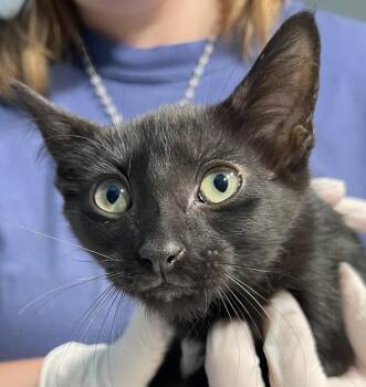 Snickers -  Domestic Short Hair Cat for Adoption in Golden, Colorado - Snickers | PetCurious