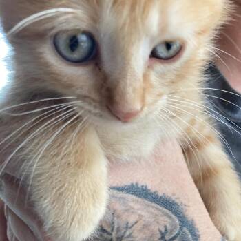 Domestic Medium Hair Cats Available for Adoption in Marion, Illinois - Frank | PetCurious