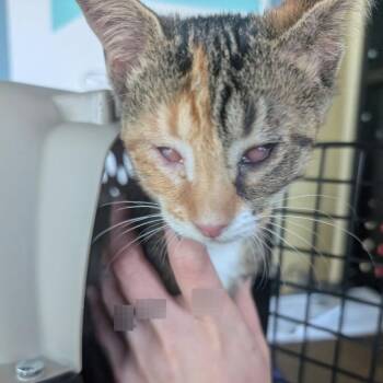 Chapel -  Domestic Short Hair Cat for Adoption in Asheville, North Carolina - Chapel | PetCurious