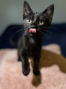Crunchwrap Supreme -  Domestic Short Hair Cat for Adoption in Wheaton, Illinois - Crunchwrap Supreme | PetCurious