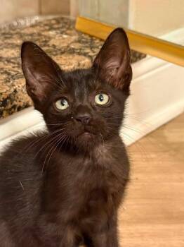 Tito -  Domestic Short Hair Cat for Adoption in Orlando, Florida - Tito | PetCurious