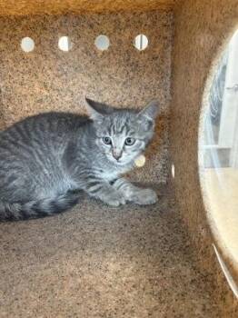 Bogie -  Domestic Short Hair Cat for Adoption in Lafayette, Indiana - Bogie | PetCurious