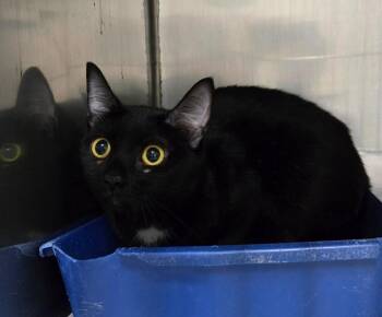 BINDY -  Bombay Cat for Adoption in Claremore, Oklahoma - BINDY | PetCurious