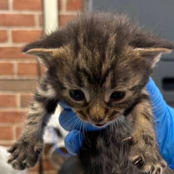 Rescue Domestic Short Hair Cats for Adoption in Allentown, Pennsylvania - LVH-Stray-11518_2_3_4 | PetCurious