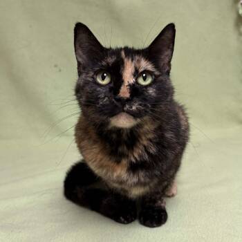Peanut -  Domestic Short Hair Cat for Adoption in Waterloo, Iowa - Peanut | PetCurious