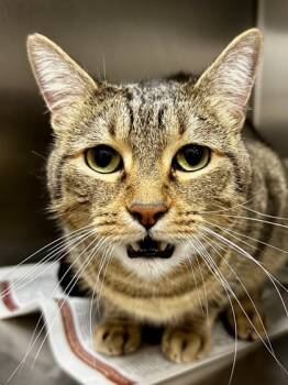 Rescue Domestic Short Hair Cats for Adoption in Wichita, Kansas - Keanu | PetCurious
