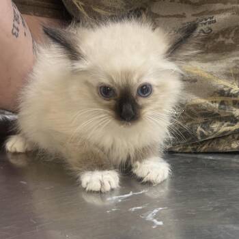 Slinky -  Domestic Medium Hair Cat for Adoption in Clanton, Alabama - Slinky | PetCurious