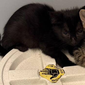 Fairmount kitten 2 -  Domestic Short Hair Cat for Adoption in Scituate, Massachusetts - Fairmount Kitten 2 | PetCurious