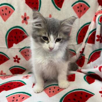 Walnut 0240 -  Domestic Long Hair Cat for Adoption in Kittanning, Pennsylvania - Walnut 0240 | PetCurious