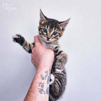 Mordecai -  Domestic Short Hair Cat for Adoption in Spokane, Washington - Mordecai | PetCurious