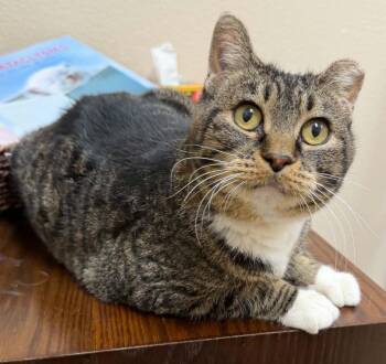 Katrina MEET AT AVE VET CLINIC IN WAVERLY -  Toyger and Domestic Short Hair Cat for Adoption in Waverly, Iowa - Katrina MEET AT AVE VET CLINIC IN WAVERLY | PetCurious