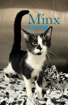 Domestic Short Hair Cats Available for Adoption - Minx | PetCurious
