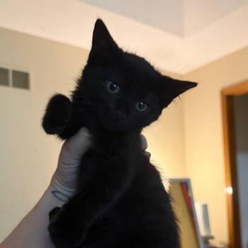 Ninja -  Domestic Short Hair Cat for Adoption in Kansas City, Missouri - Ninja | PetCurious