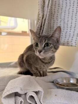 Glorilla Purrilla -  Domestic Short Hair Cat for Adoption in Savannah, Georgia - Glorilla Purrilla | PetCurious