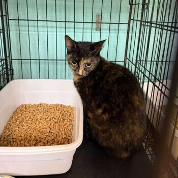 Domestic Short Hair Cats Available for Adoption in Gadsden, Alabama - Mosaic | PetCurious