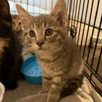 Lilly 2 -  Domestic Short Hair Cat for Adoption in Cumming, Georgia - Lilly 2 | PetCurious