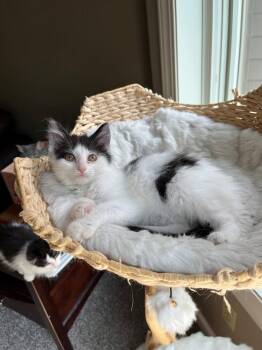 Cosmo -  Domestic Medium Hair Cat for Adoption in Dayton, Minnesota - Cosmo | PetCurious